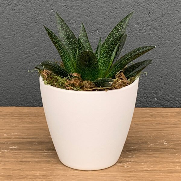 Suculenta P09 + Cachepô Branco