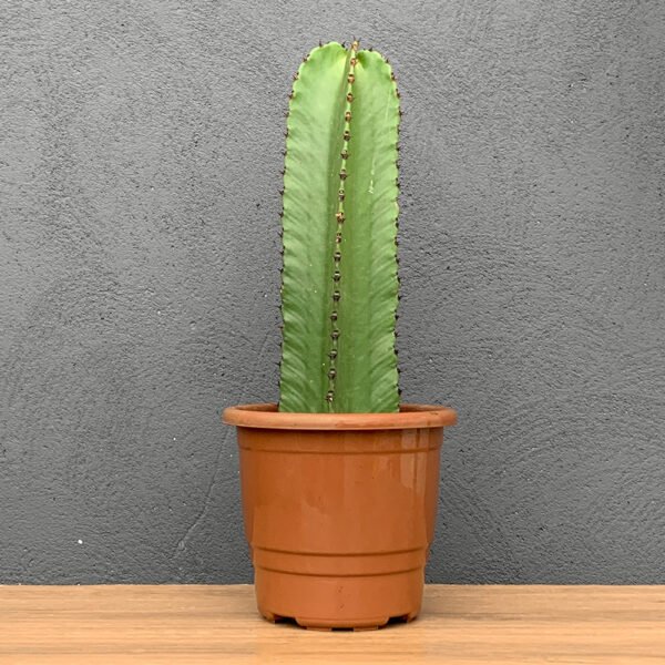 Cactus Mandacaru Com Espinho P17 (Cactos)