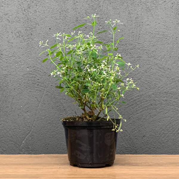 Mosquitinho P13 (Euphorbia)