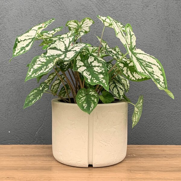 Muda Caladium P17 + Cachepô Karaja 16 Branco Marmore Vasap