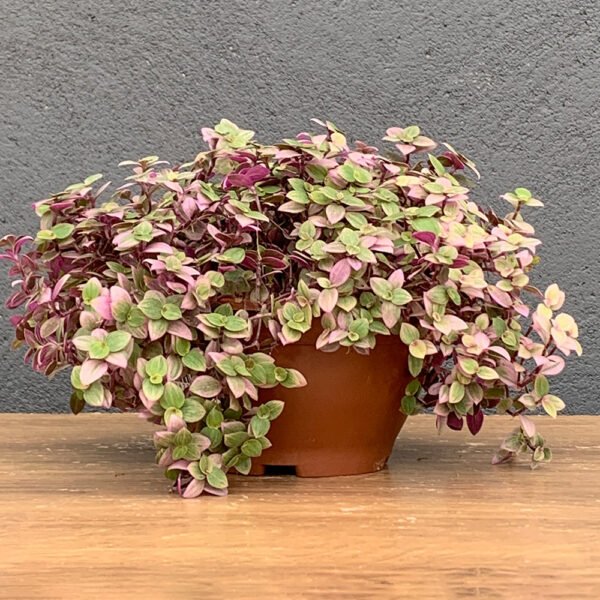 Tostao Rosa C13