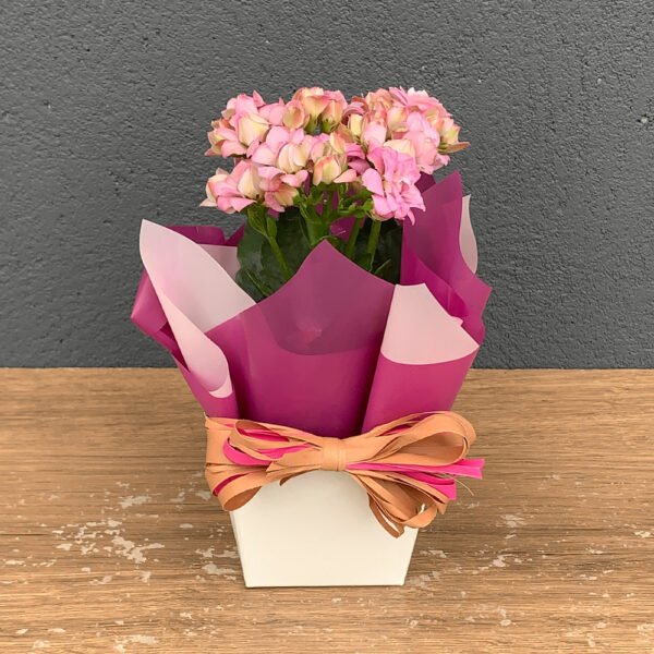 Muda Kalanchoe P06 + Cachepô de Papel