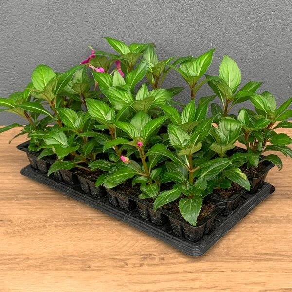 Flor Bandeja Beijo Americano Mix C/ 18un (Sumpatiens, Sun Harmony)