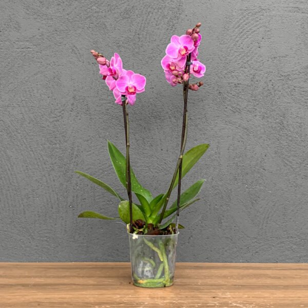 Muda Orquidea P09 Phalaenopsis 2H Reta (Cor Variada) (40cm)