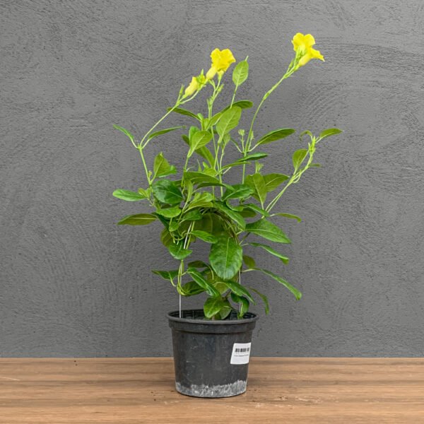 Muda Dipladenia P15 Amarela