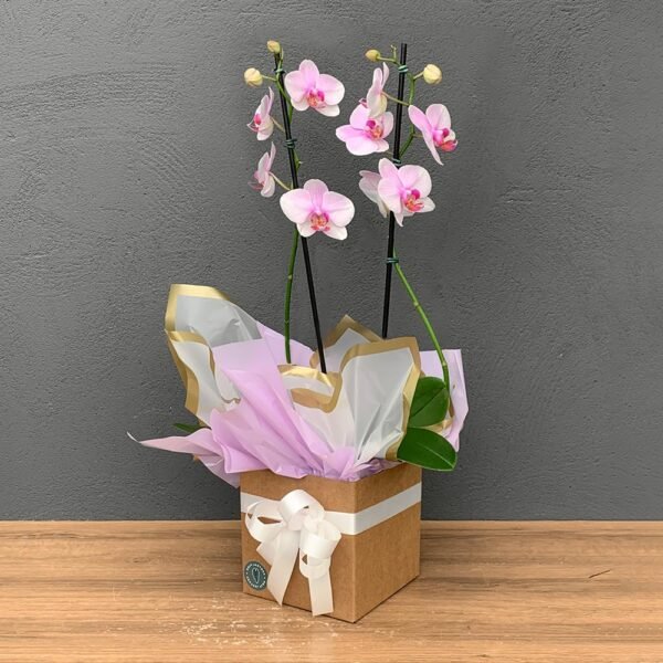 Muda Orquidea P12 Phalaenopsis 2H Reta (Cor Variada) (55cm) + Cachepô de Papel + Laço