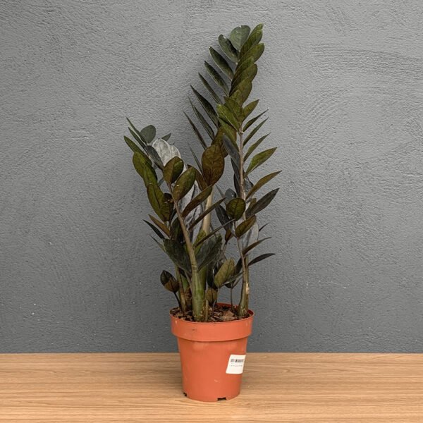 Muda Zamioculca P15 Black (65cm)