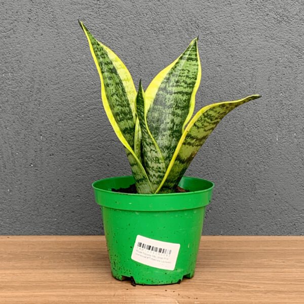 Muda Espada São Jorge P14 (Sanseveria Trifasciata Laurentii)