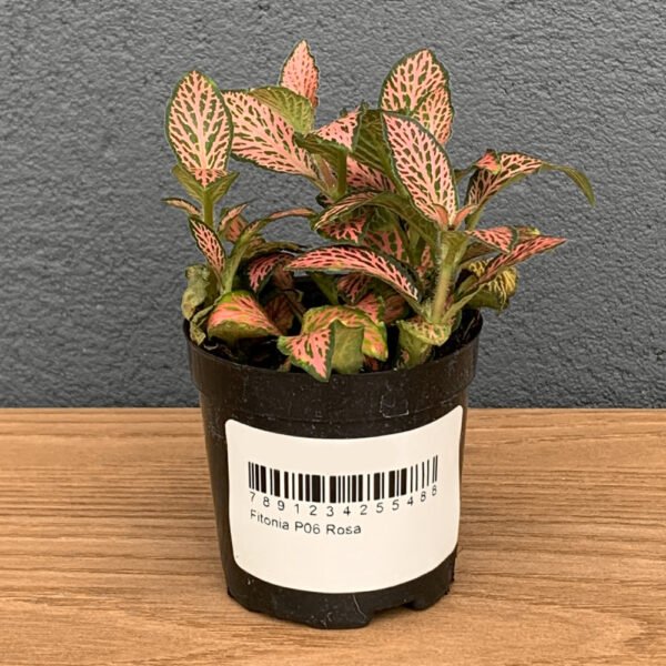 Fitonia P06 Rosa