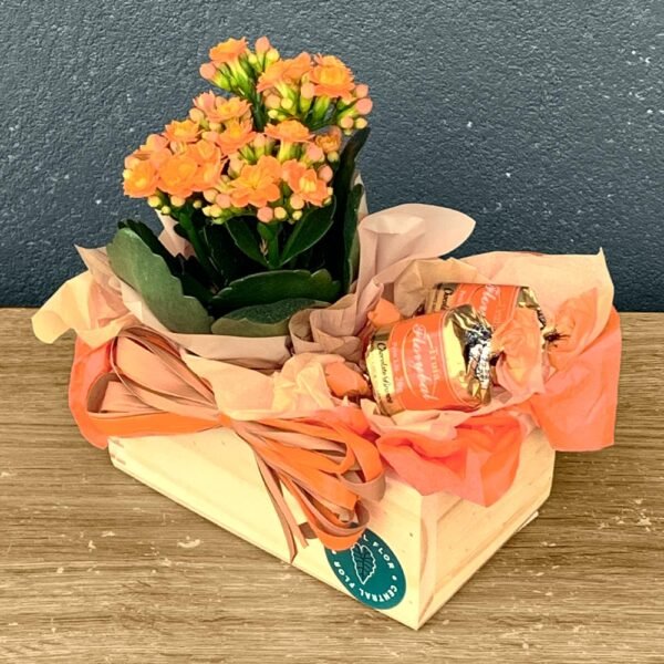 Cesta Kalanchoe P06 Laranja + 2 Trufas Florybal
