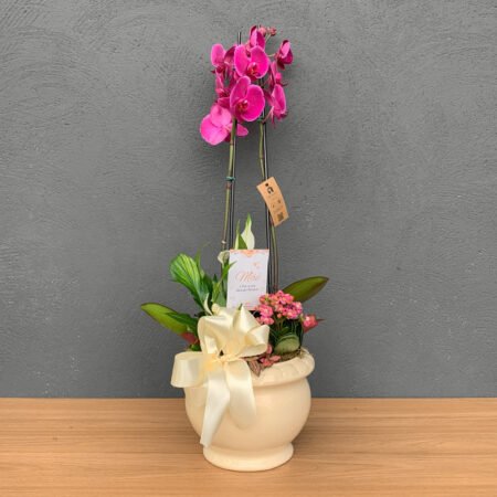 Composição Orquidea + Fitonia + Kalanchoe + Lirio da Paz + Vaso Cerâmica • Dia Das Mães 2025