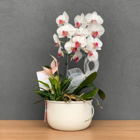 Composição Orquidea + Fitonia + Antúrio + Cachepô Metal C22 • Dia Das Mães 2025