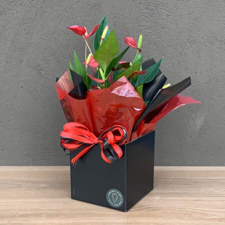 Muda Antúrio P09 Vermelho + Cachepô de Papel