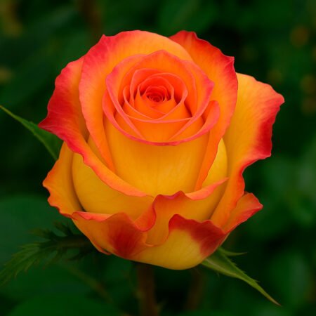 Muda Rosa De Torrão Tricolor
