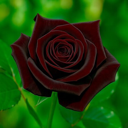 Muda Rosa De Torrão Principe Negro