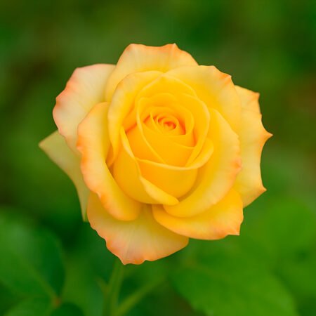 Muda Rosa De Torrão Amarelo Mesclado