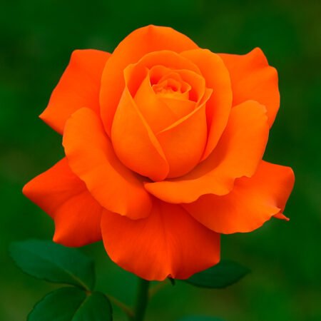 Muda Rosa De Torrão Laranja (Alaranjada)