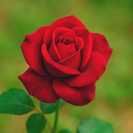 Muda Rosa De Torrão Bordo