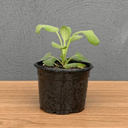 Muda Salvia P11