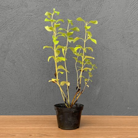 Muda Stevia P11