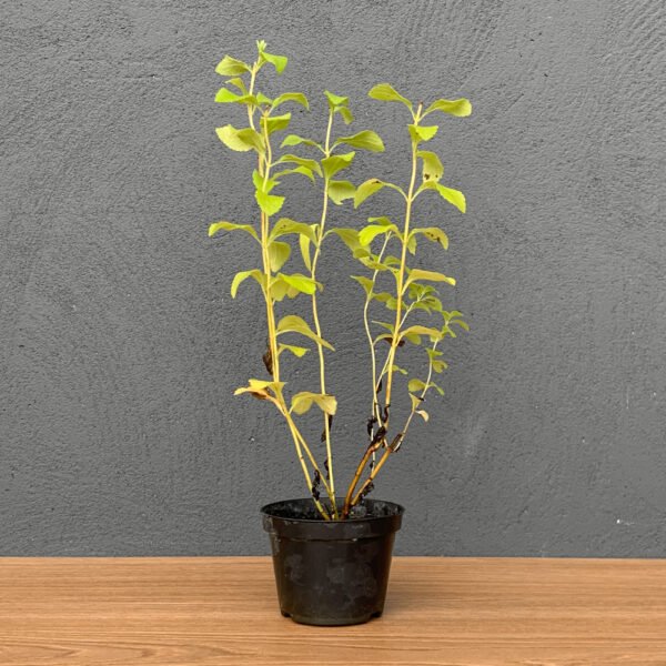 Muda Stevia P11