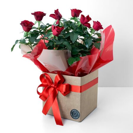 Muda Mini Rosa P15 Vermelha + Cachepô de Papel + Laço