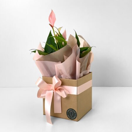 Muda Anturio P09 Rosa + Cachepô de Papel + Laço