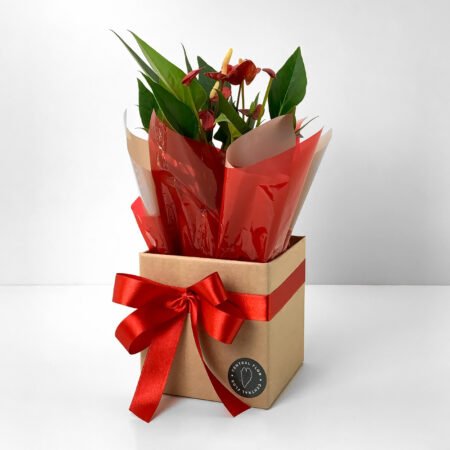 Muda Anturio P09 Vermelho + Cachepô de Papel + Laço