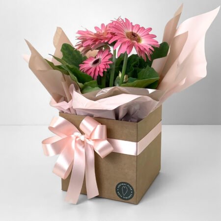 Muda Gerbera P14 Rosa + Cachepô de Papel + Laço