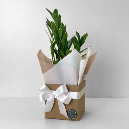 Zamioculca P09 + Cachepô de Papel + Laço