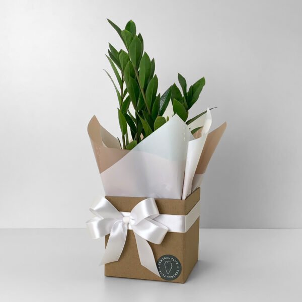 Zamioculca P09 + Cachepô de Papel + Laço