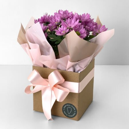 Muda Mini Margarida P11 Rosa + Cachepô de Papel + Laço