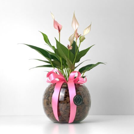 Antúrio P09 Rosa + Cachepô de Vidro + Laço