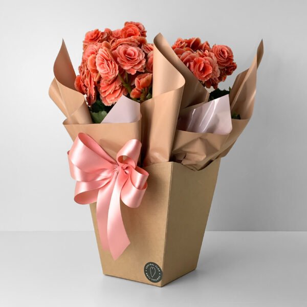 Muda Begônia P15 Rosa + Cachepô de Papel + Laço