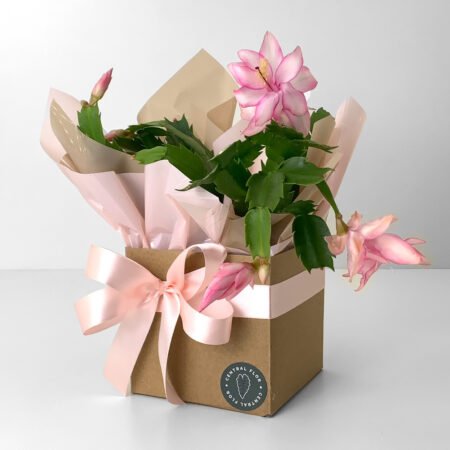 Muda Flor De Maio P11 + Cachepô de Papel + Laço
