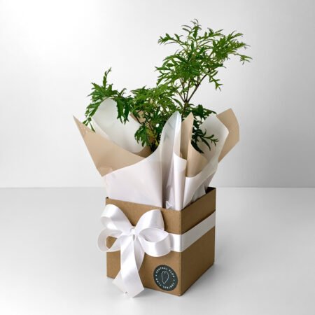 Muda Arvore da Felicidade P11 Fêmea + Cachepô de Papel