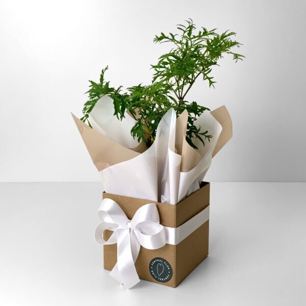 Muda Arvore da Felicidade P11 Fêmea + Cachepô de Papel