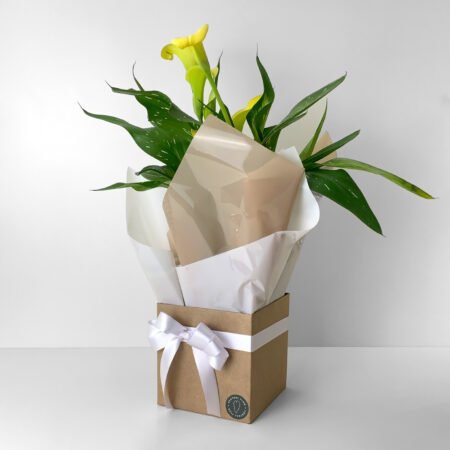 Calla P15 Amarela + Cachepô de Papel + Laço