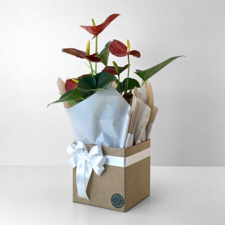 Muda Antúrio P15 Vermelho + Cachepô de Papel + Laço