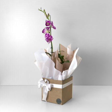 Muda Orquidea P15 Phalaenopsis 1H Reta 50cm + Cachepô de Papel + Laço