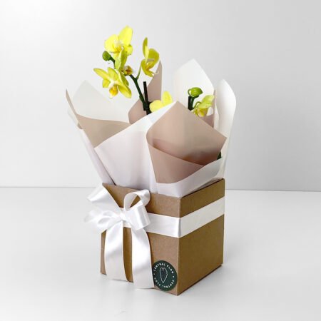 Muda Orquidea P06 Phalaenopsis 2H Reta 30cm Amarela + Cachepô de Papel + Laço
