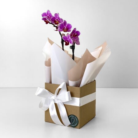 Muda Orquidea P06 Phalaenopsis 2H Reta 30cm Rosa + Cachepô de Papel + Laço