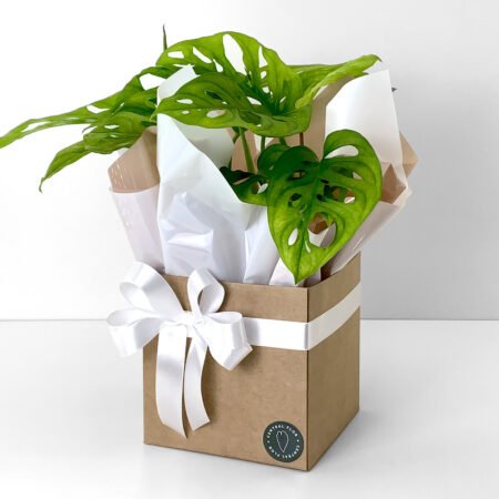 Muda Monstera P15 + Cachepô de Papel + Laço