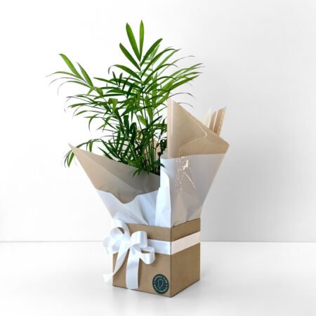 Palmeira Chameadora P11 Elegans + Cachepô de Papel + Laço