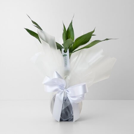 Bambu da Sorte + Vaso Preto Auto irrigável + Laço