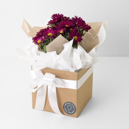 Mini Margarida P11 Bordô + Cachepô de Papel + Laço