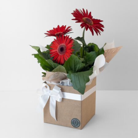 Muda Gerbera P14 Vermelha + Cachepô de Papel + Laço