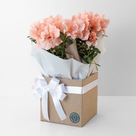 Azaleia P14 Rosa + Cachepô de Papel + Laço