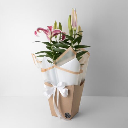 Muda Lirio P15 Rosa + Cachepô de Papel + Laço