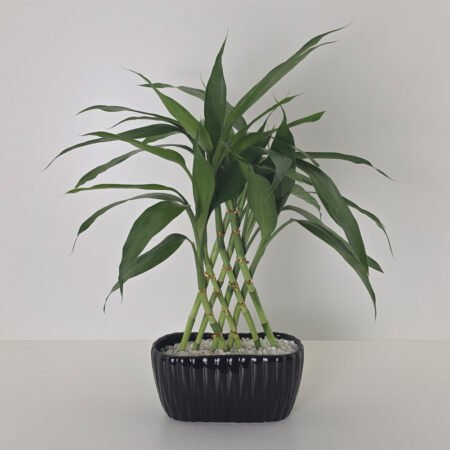 Bambu Da Sorte 8 Hastes (Lucky Bamboo) + Cachepô Cerâmico Preto